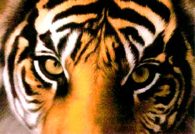 LSU Tiger